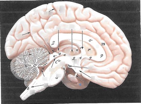 Sagittal View Of The Human Brain Diagram Quizlet