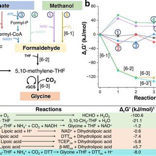 Enhanced glycine synthesis through the change of redox state of P ...