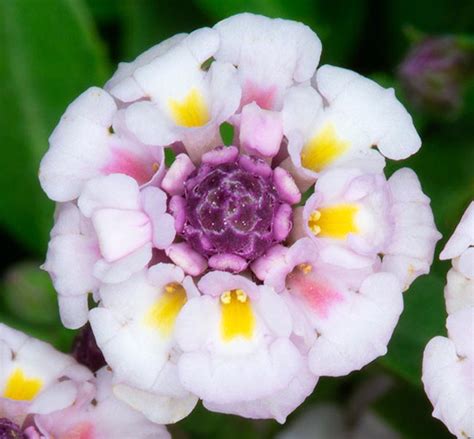 Phyla Nodiflora Monaco Nature Encyclopedia