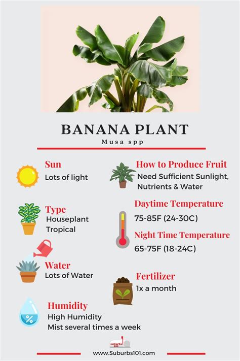 tips    care   banana plant indoors suburbs