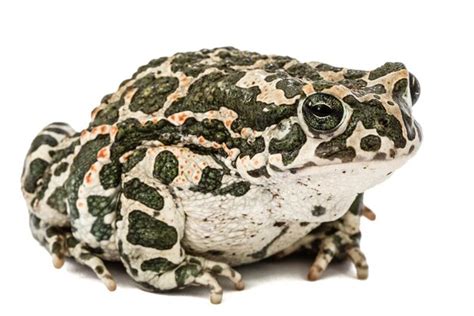 El Sapo Verde Lat Bufo Viridis Aislado Sobre Un Fondo Blanco Foto Premium