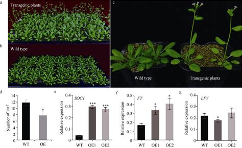 棉花 Gbstk 基因调控开花和黄萎病抗性的功能研究