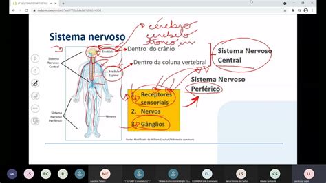 Ap1 Ciências Morfofuncionais Dos Sistemas Nervoso E Cardiorrespiratório