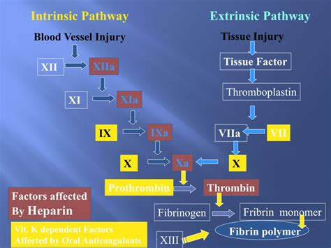 Ppt Anticoagulants And Thrombolytic Powerpoint Presentation Free