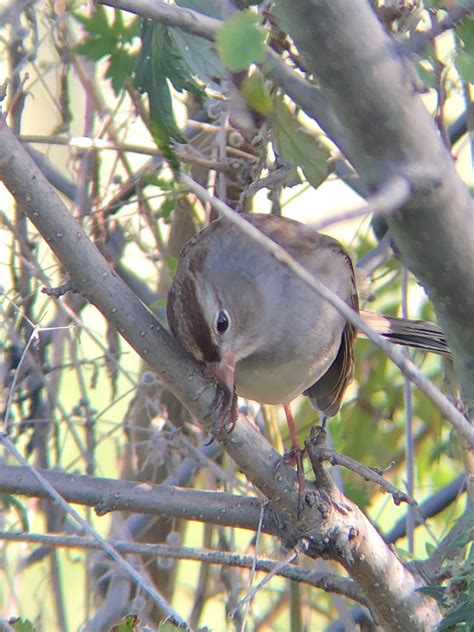 Ebird Checklist Oct Calvert Vaux Park Dreier Offerman Park