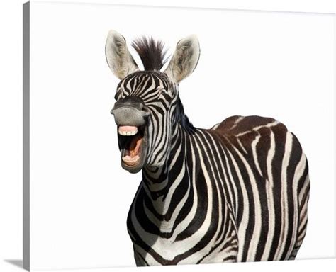 Laughing Zebra Zebra Zebra Wall Art Canvas Prints