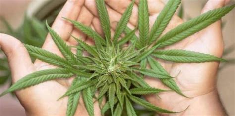 Uso Da Cannabis Medicinal Autorizado Por Lei Em Alagoas Preto No