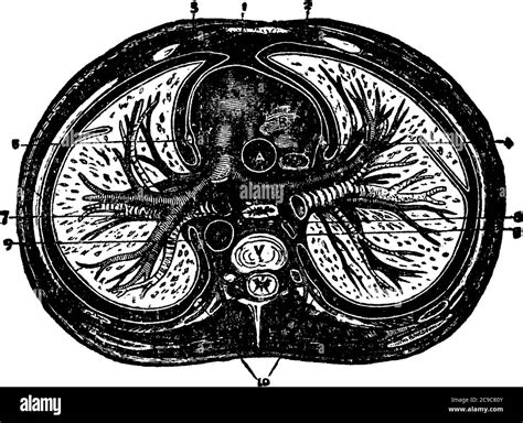 Chest Cavity Hi Res Stock Photography And Images Alamy