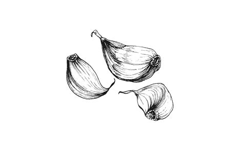 Garlic Bulb Drawing