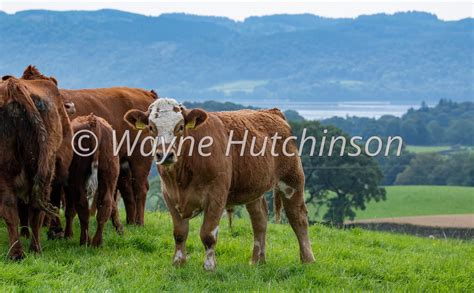 Hutchinson Photography Images Of Agriculture And Rural Life Herd Of