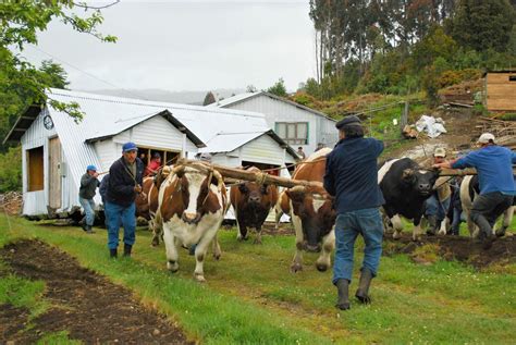 Deux semaines sur lîle de Chiloé roadtrip et Workaway à la ferme