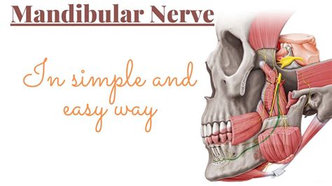 Mandibular Nerve Branches Course And Mcq Points Youtube