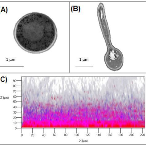 Morphogenesis And Biofilm Formation In Candida Albicans A