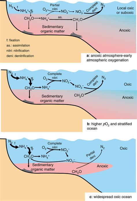 Schematic Model Of The Evolving Marine Nitrogen Cycle In Response To