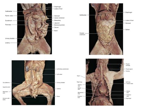 Cecum Cat Dissection