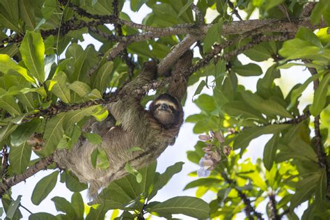 Giving Tuesday with the sloths! - The Sloth Conservation Foundation