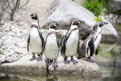 Tierpark Hellabrunn Mit Bernachtung Freizeitpark Erlebnis