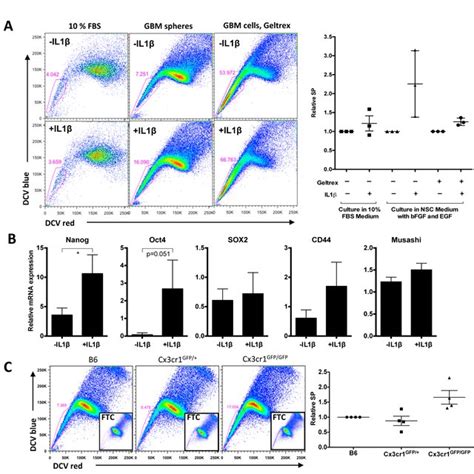 The Increased Number Of Inflammatory Monocytes In Cx3cr1 Deficient