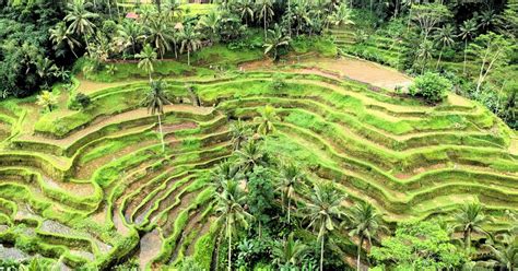 Ubud Cascades forêt de singes rizières visite privée GetYourGuide