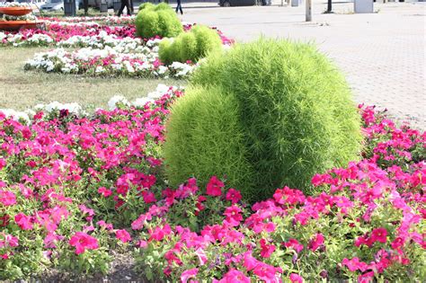 Кохия однолетняя (76 фото) » НА ДАЧЕ ФОТО