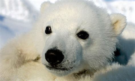 Polar Bear Cub | Photos | WWF