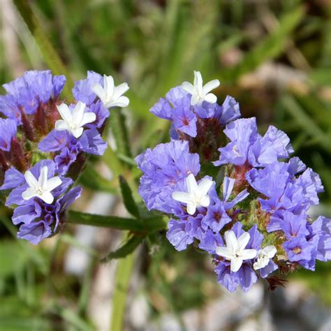 Graines De Statice Semences De Limonium Sinuatum Pacific