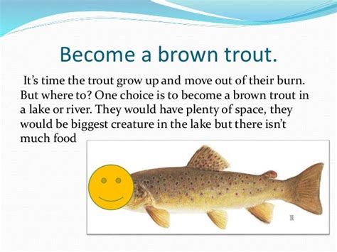 brown trout life cycle