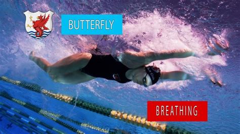 Butterfly Swimming Technique – Breathing Pattern | The Race Club ...