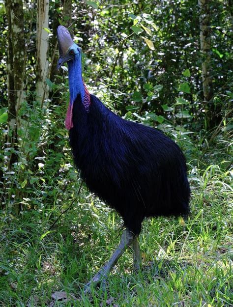 Southern Cassowary Near Tully Gorge R Australia