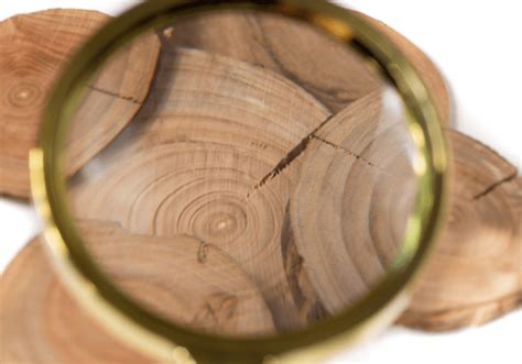 Uncovering The Mysteries Of Tree Rings What They Reveal About Tree