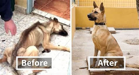 Abandon Dogs Almost Starving Rescue Dogs Undergoes ‘miracle