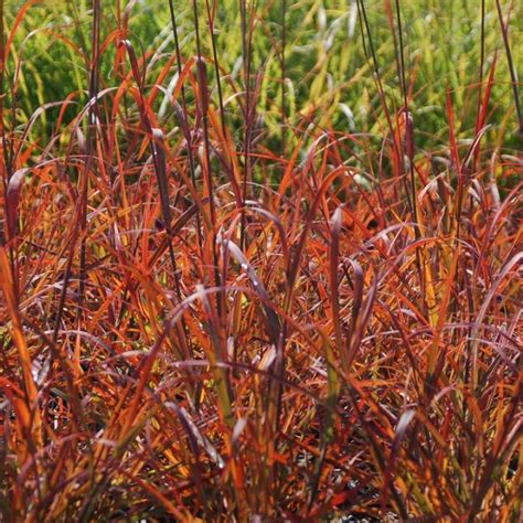 Big Bluestem Grass | Plant Addicts