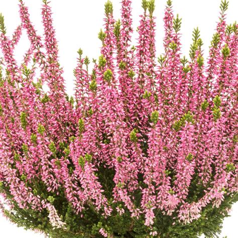 Calluna Vulgaris Beauty Ladies Melina Light Melina Light Heather