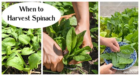 When To Harvest Spinach For Maximum Yields