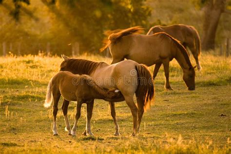 Een Babypaard Voedt Melk Van Zijn Moeder Yilki Paarden In Kayseri