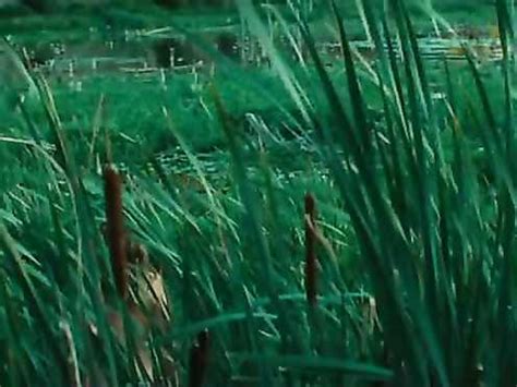 Nude Pascale Bussieres Valerie Blain Marecages Video Best