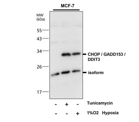 Er Stress Homeostasis Antibody Panel Irap Ireal Biotechnology Inc