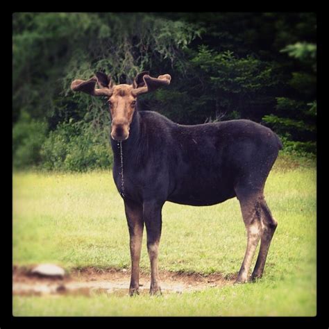 Maine moose watching – Artofit