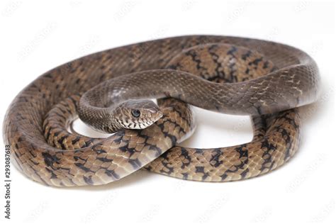 Obraz Ptyas Mucosa Commonly Known As The Oriental Ratsnake Indian Rat