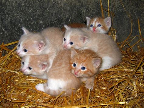 Yellow Kittens stock image. Image of feline, mammal, babies - 691069