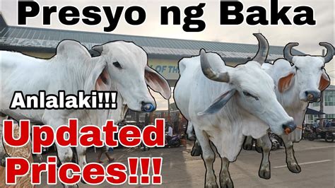 Part Presyo Ng Baka September Cattle Trading Capital Of The