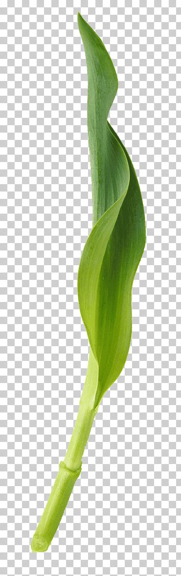 Flor Planta Tall C Maras Digitales Tulip Blomsterbutikk Sal N Hoja