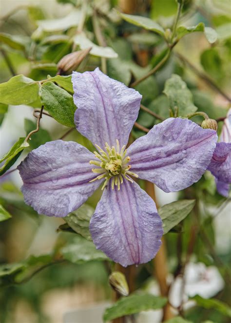 Clematis Prince Charles, 3L – Burford Garden Co.