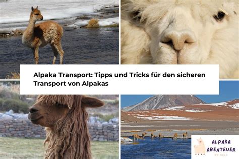 Alpaka Transport Tipps Und Tricks F R Den Sicheren Transport Von