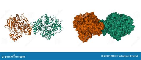 Structure Of Human Acetylcholinesterase Stock Illustration