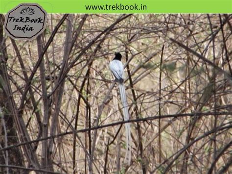 Bird watching at Ranthambore