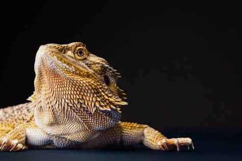 Discover The Fascinating Reasons Why Bearded Dragons Keep Their Mouths