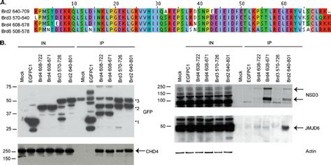 ET Domain Mediated Protein Protein Interaction Is Conserved Across The