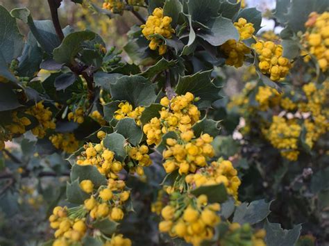 Michay Del Centro Berberis Actinacantha Vivero Pumahuida