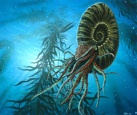 The Science And Nature Of Ammonites And Their Fossils